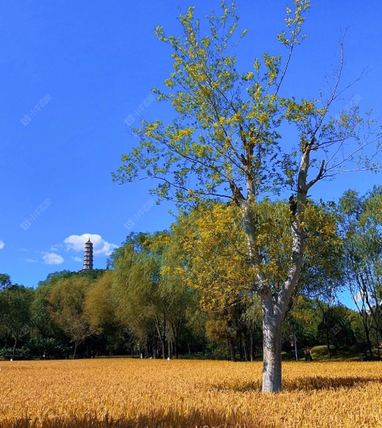 北京稻田一村四村实景图